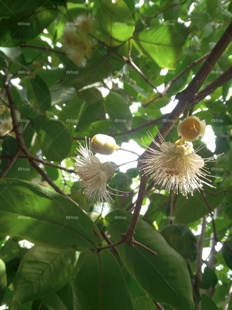 This is the flower of the jambu plant. In this flower, the stamens fall and the remaining structure develops and the fruits are produced. This flower has a simple beauty. These flowers bloom in April. This is a picture of a jambu flower in my garden.