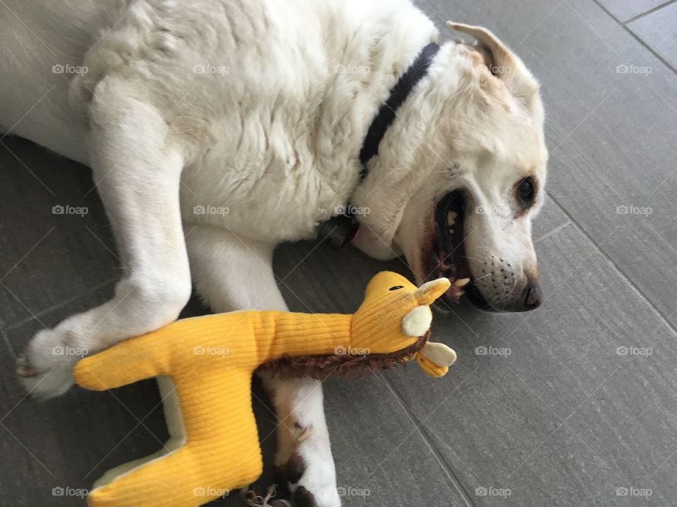 Lucy loves her giraffe! 