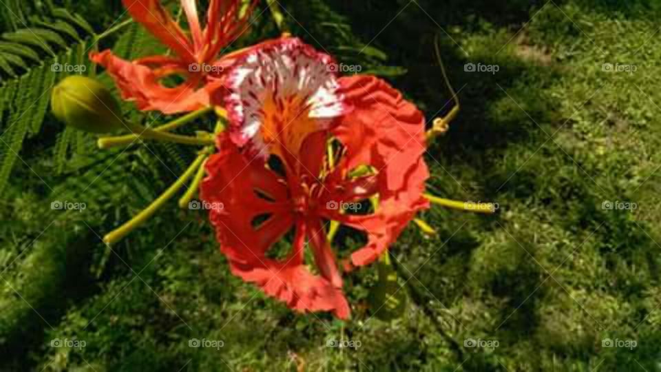 Tropical flower
