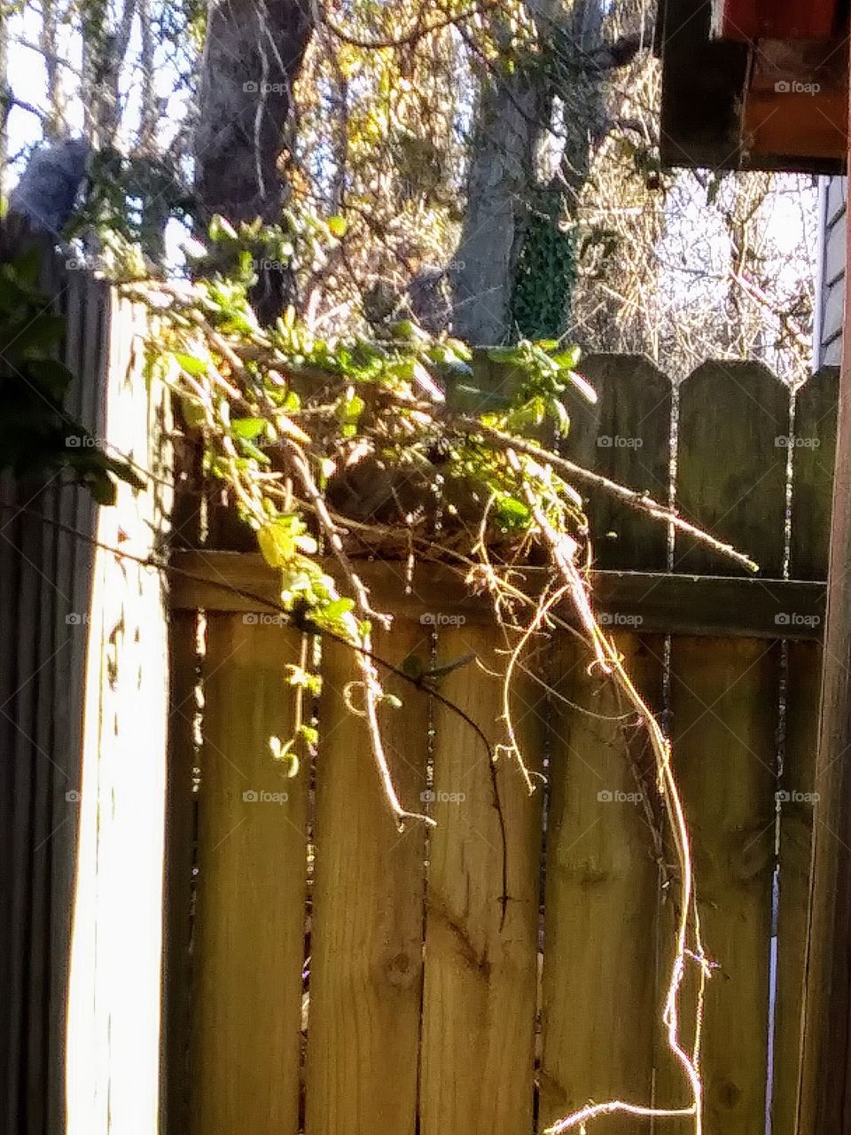 afternoon light on vines