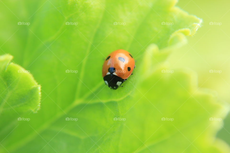 Close up of a ladybug