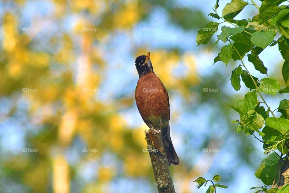 Birds , wildlife,robin