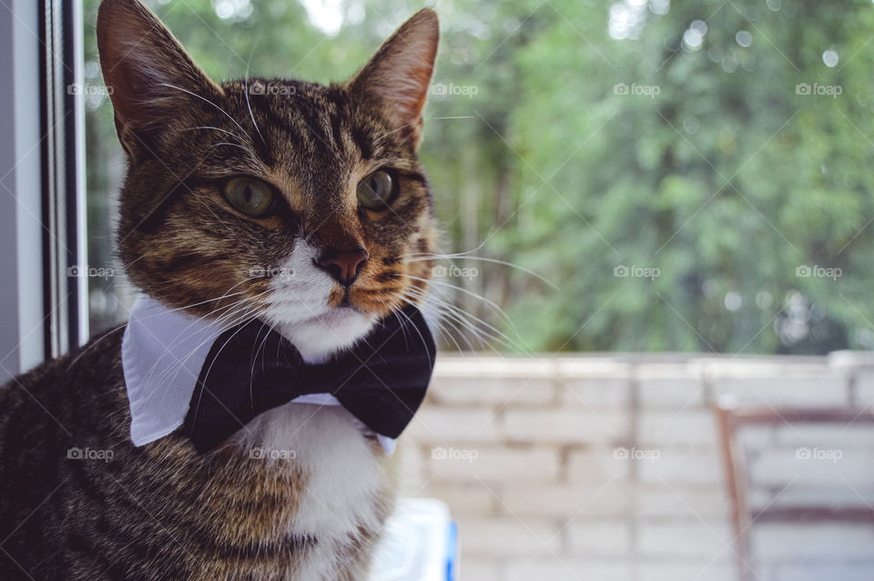 The house is always cozier, brighter and more joyful when you have a furry friend waiting for you in it.