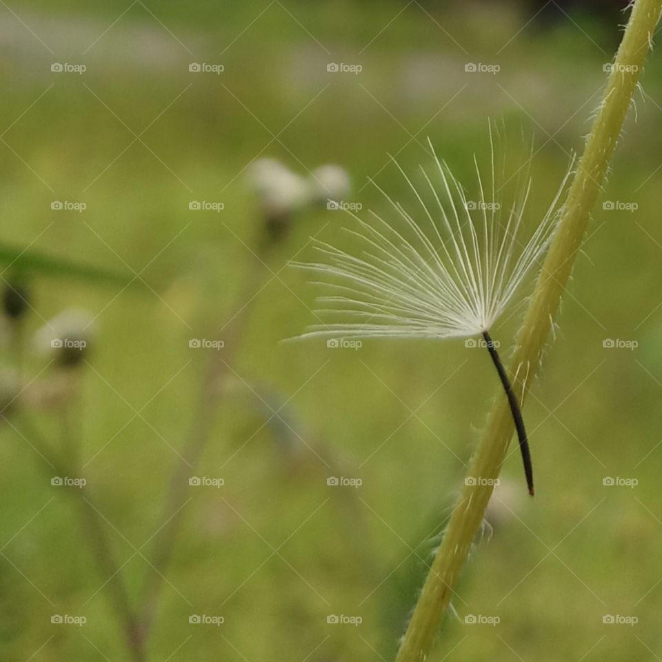 Hanging dandelion seed