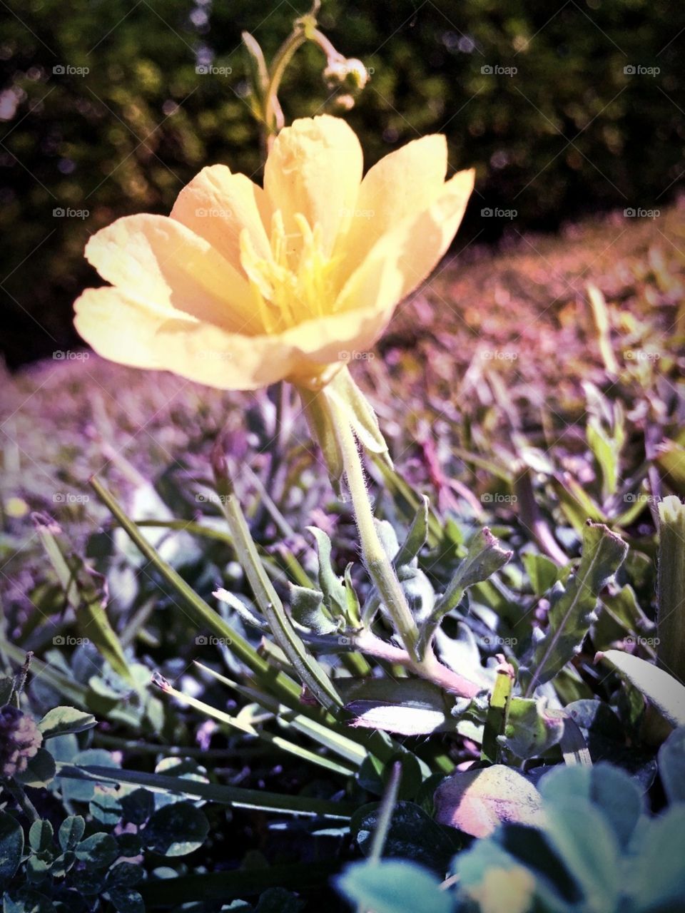 Yellow buttercup flower in a field in Florida 