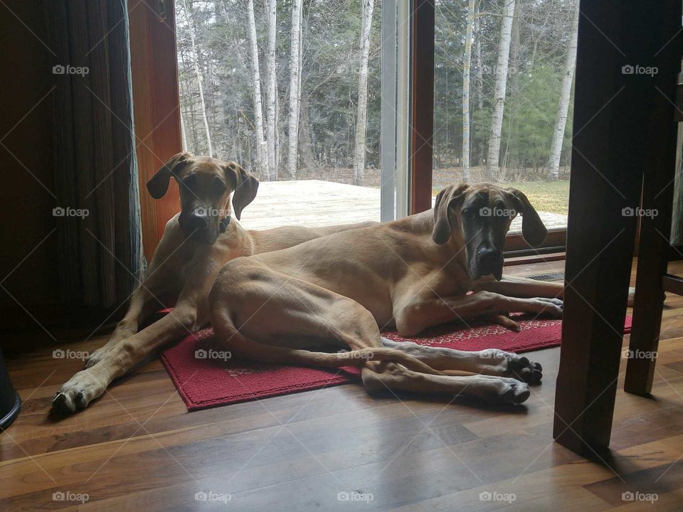 Great Danes