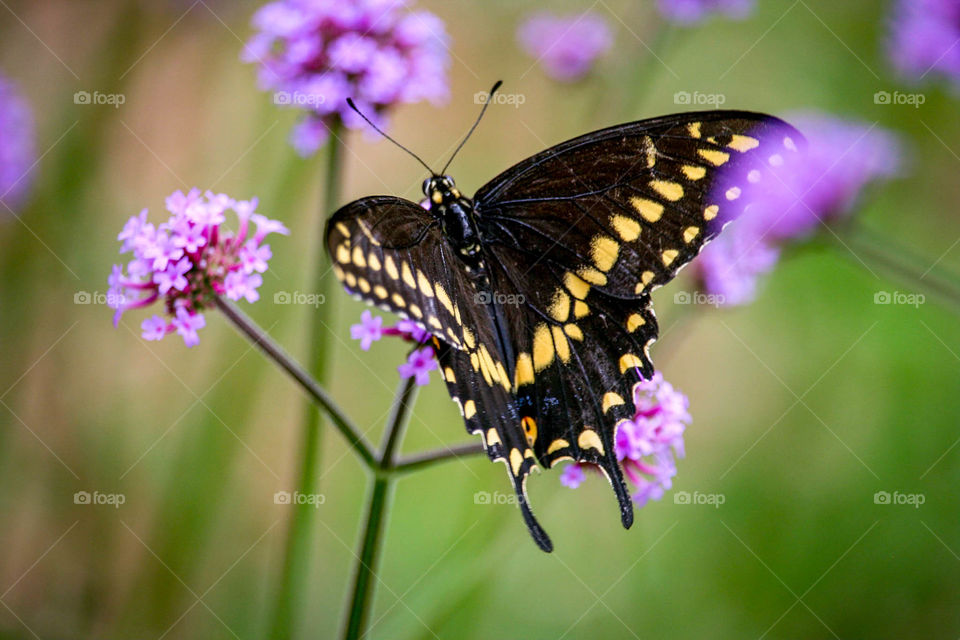 Eastern tiger swallowtail on a purple flower