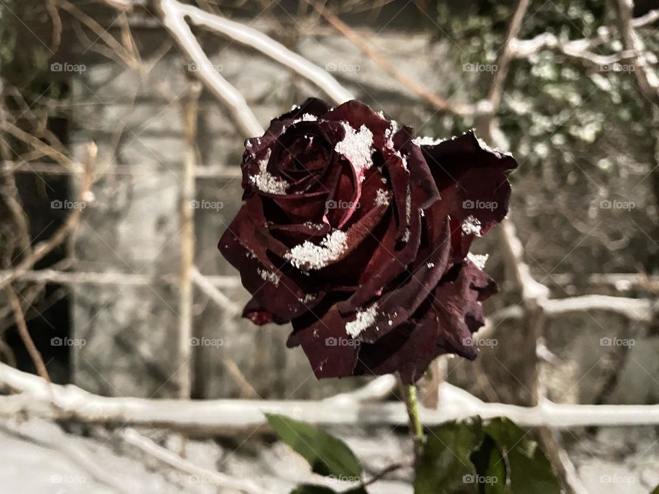 Rose and snow 