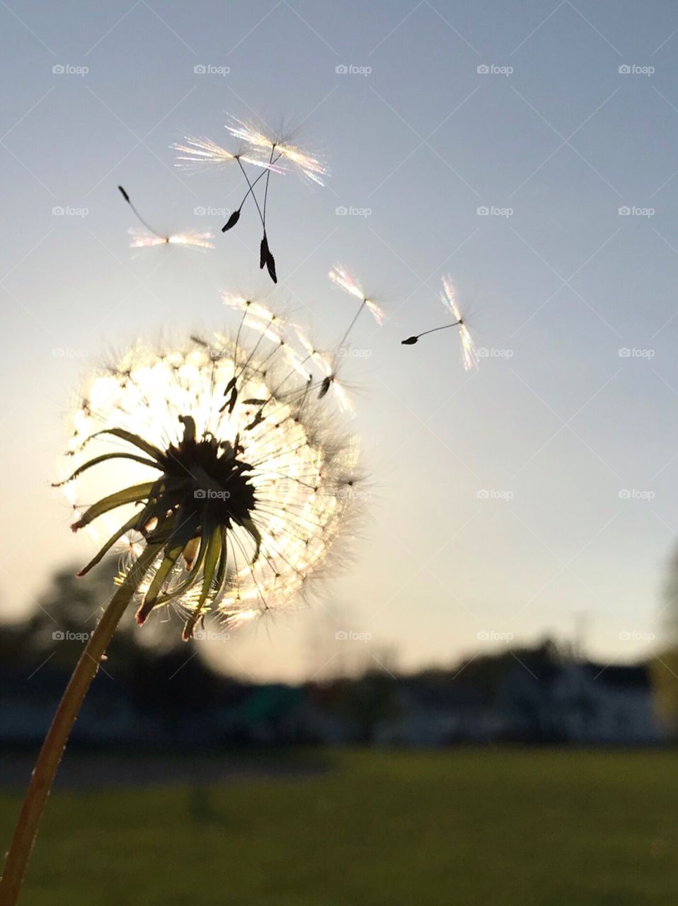 Dandelion seeds floating off into the sunset