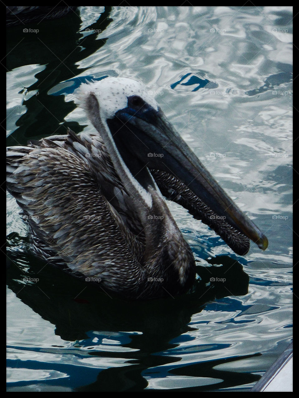 floating pelican