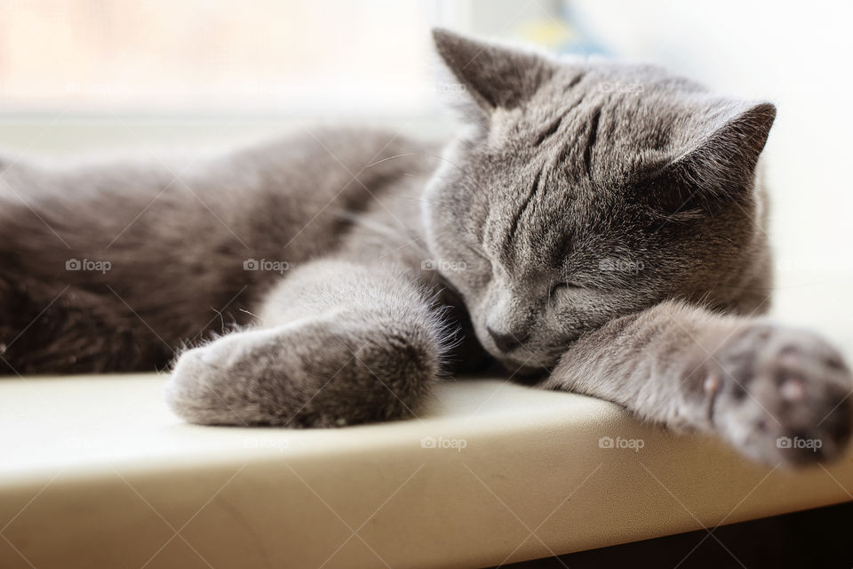 Close-up of cat sleeping