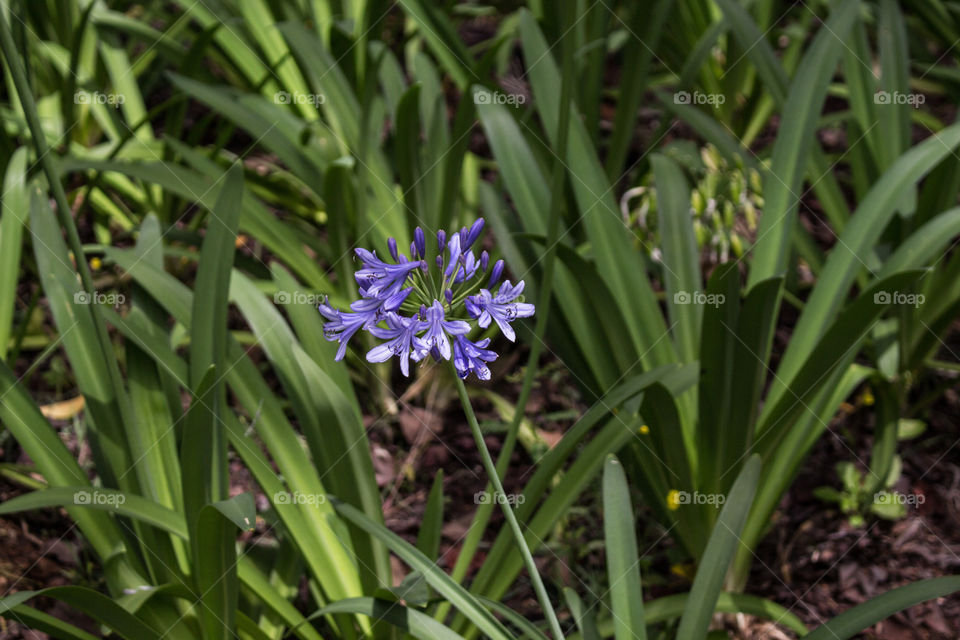 Close-up of purple flowers