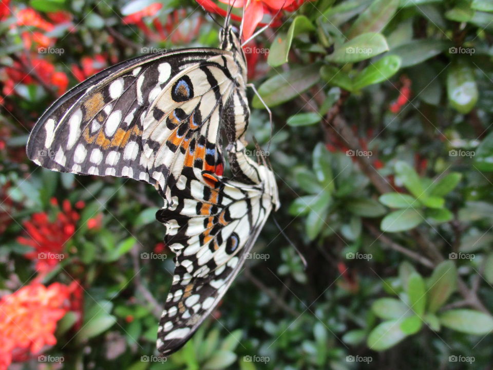 butterfly shape