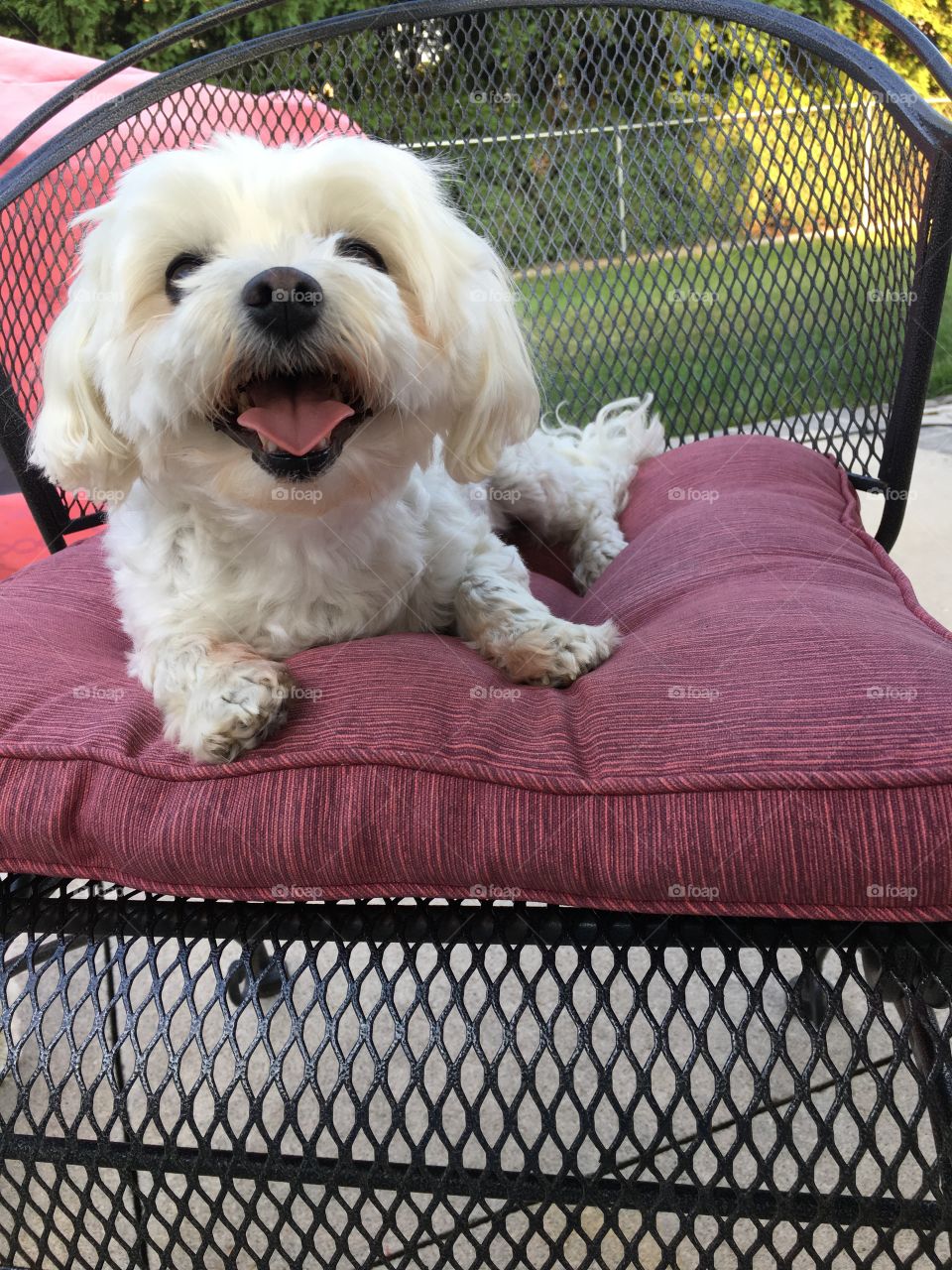 Yo the white Maltese dog on patio chair smiling  