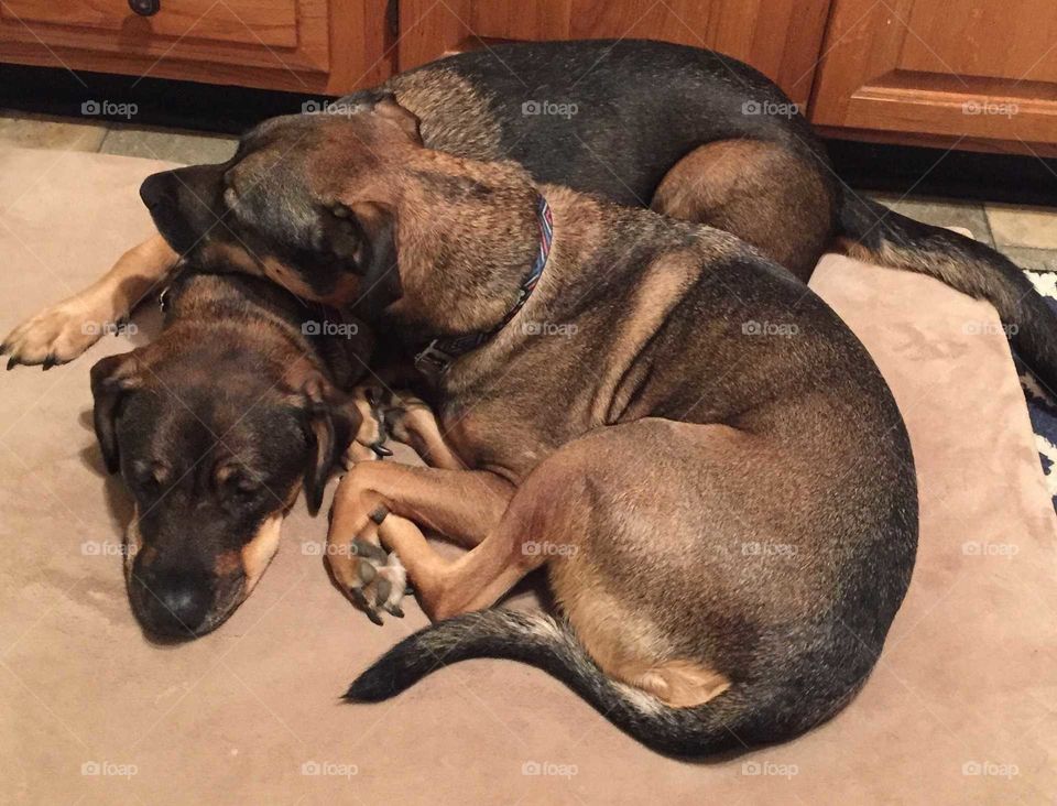 Brother pups cuddling