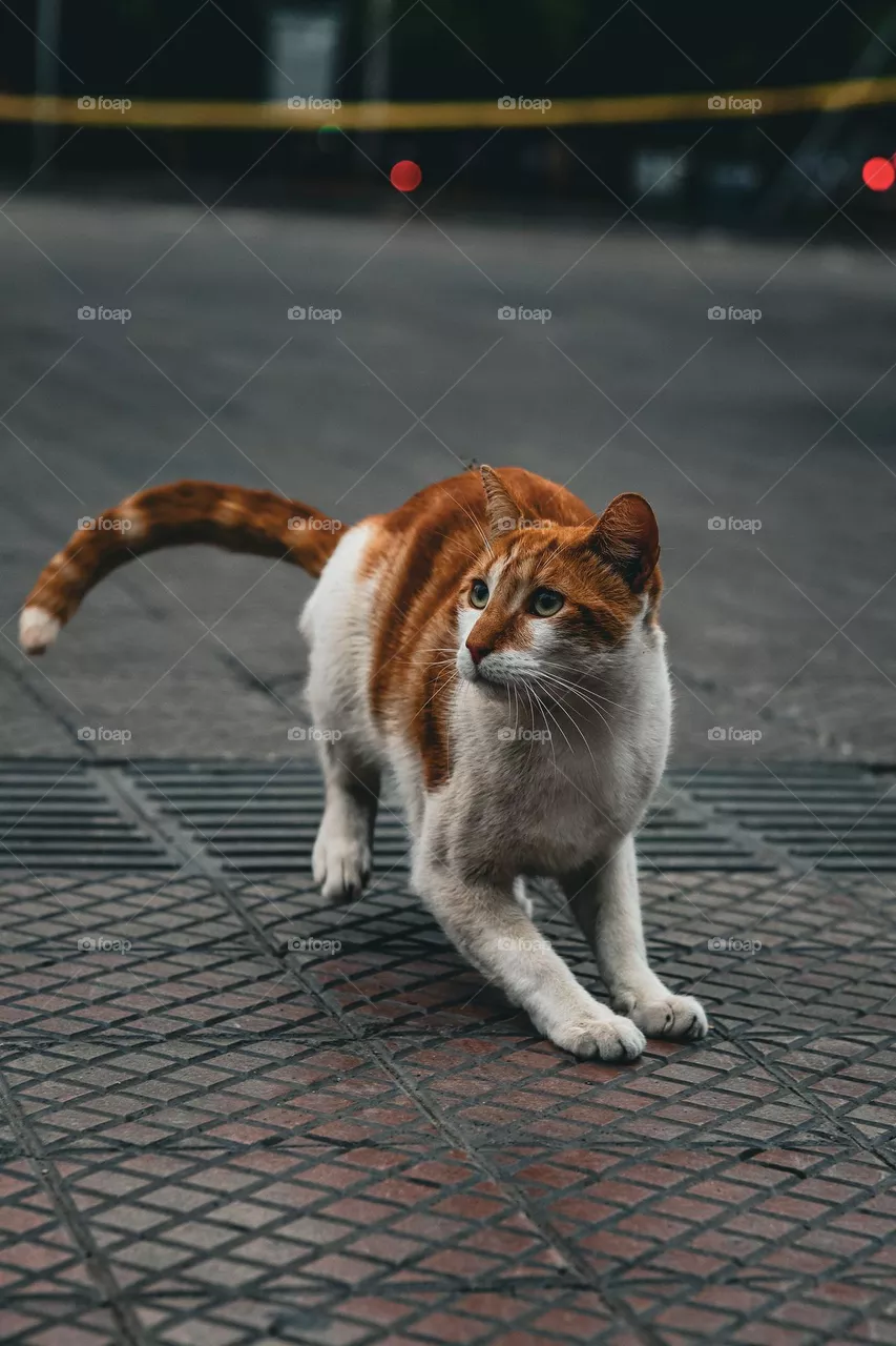 Orange cat