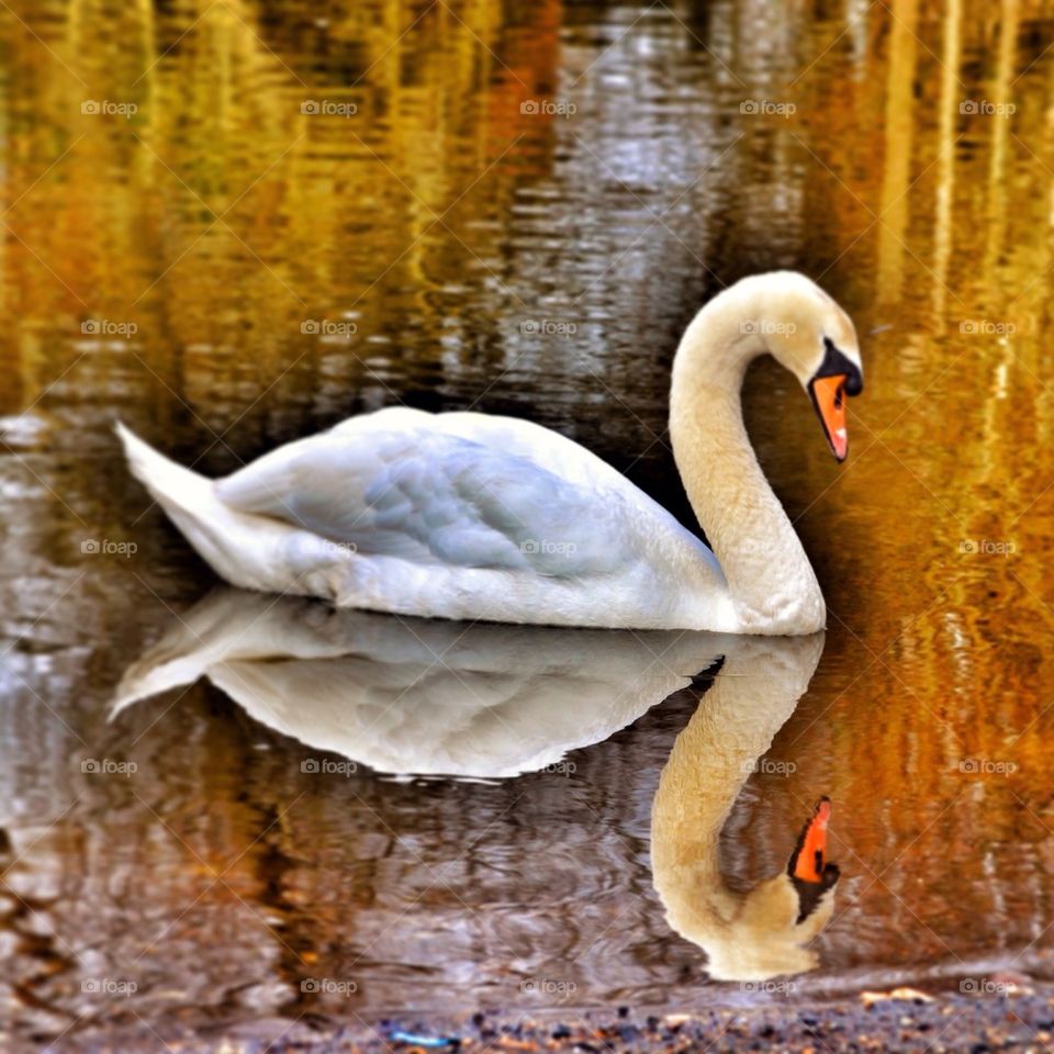 Swan