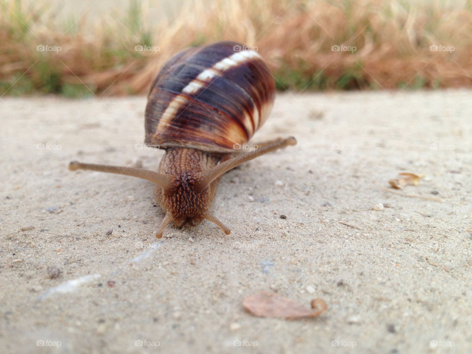 snail journey plovdiv by TheShaman