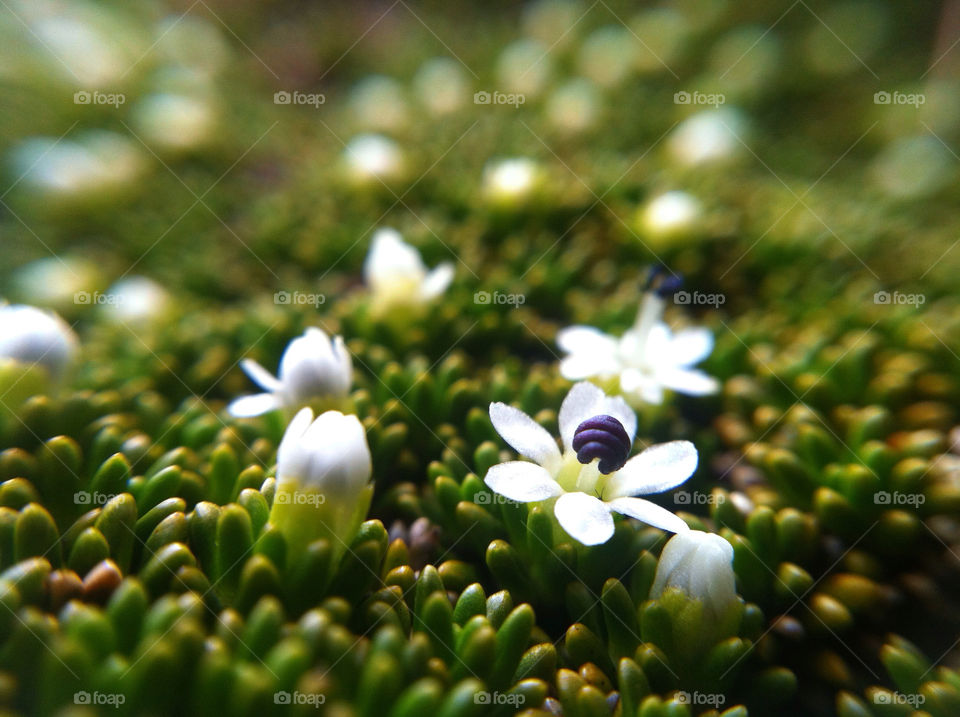 green flower macro white by tomrobbarber