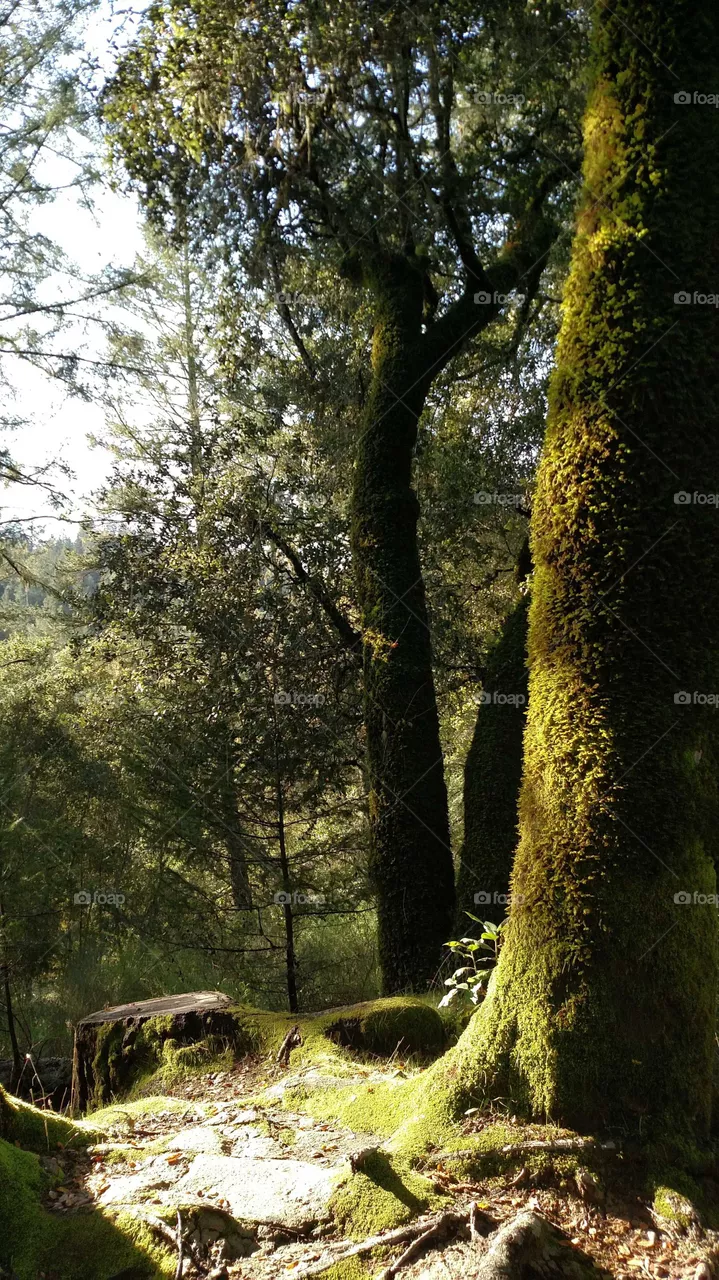 mossy tree