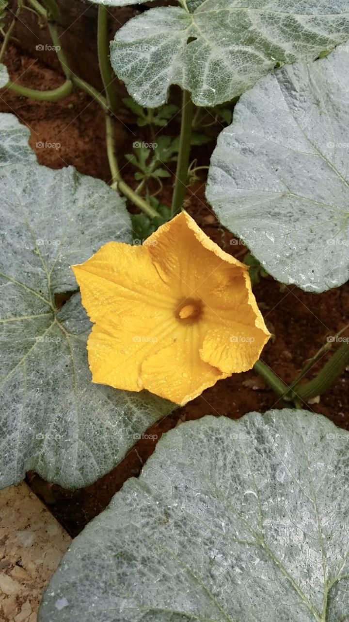 Pumpkin flower and leafs