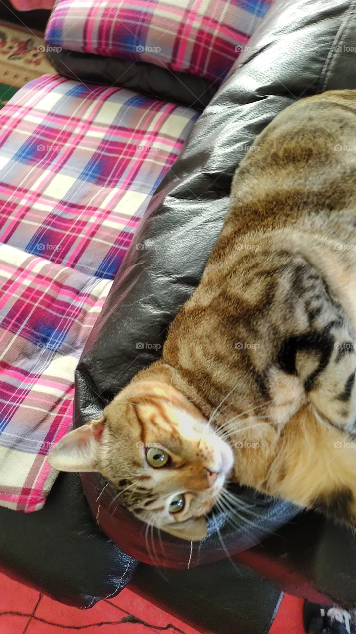 Beautiful Cat