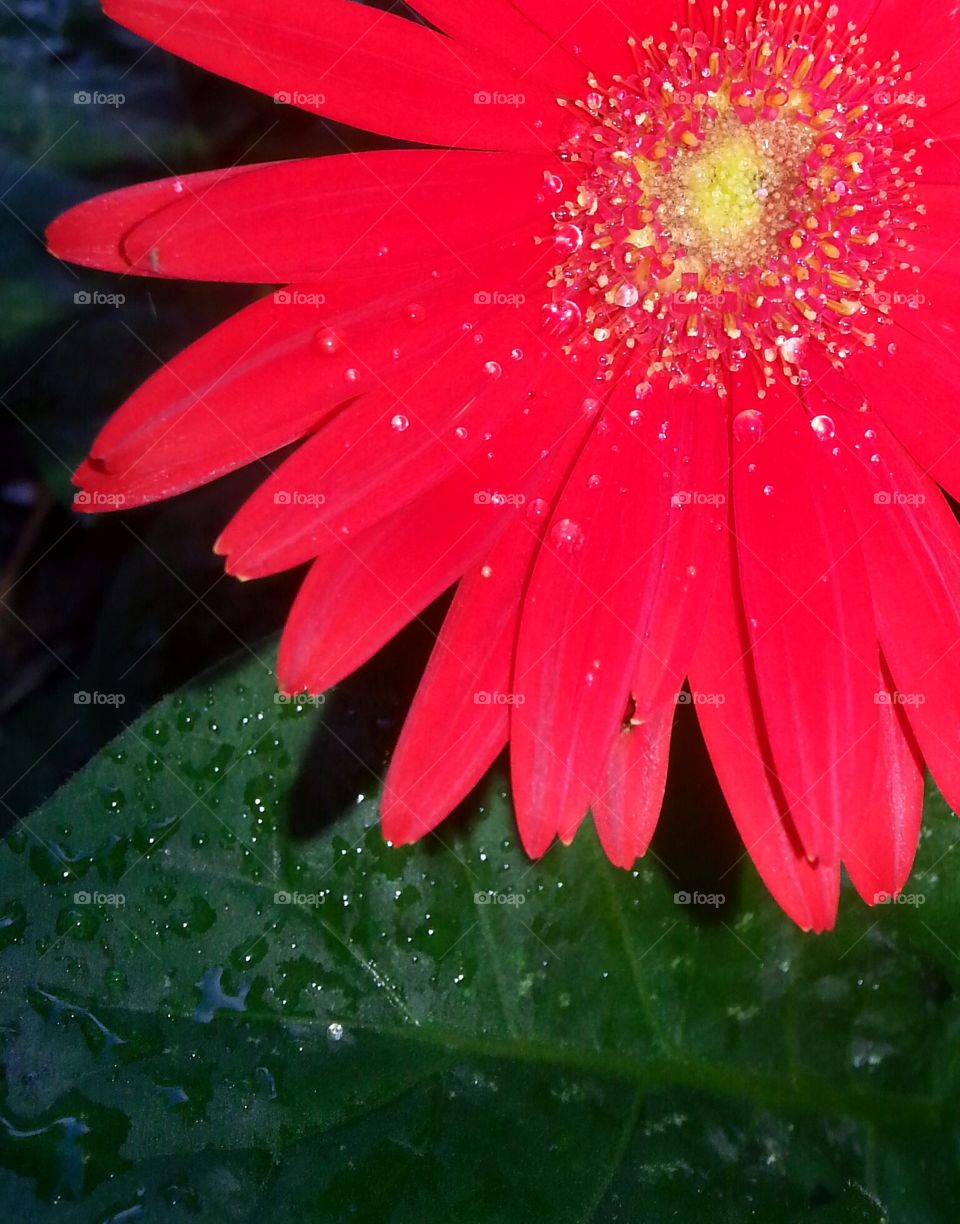 Gerber Daisy