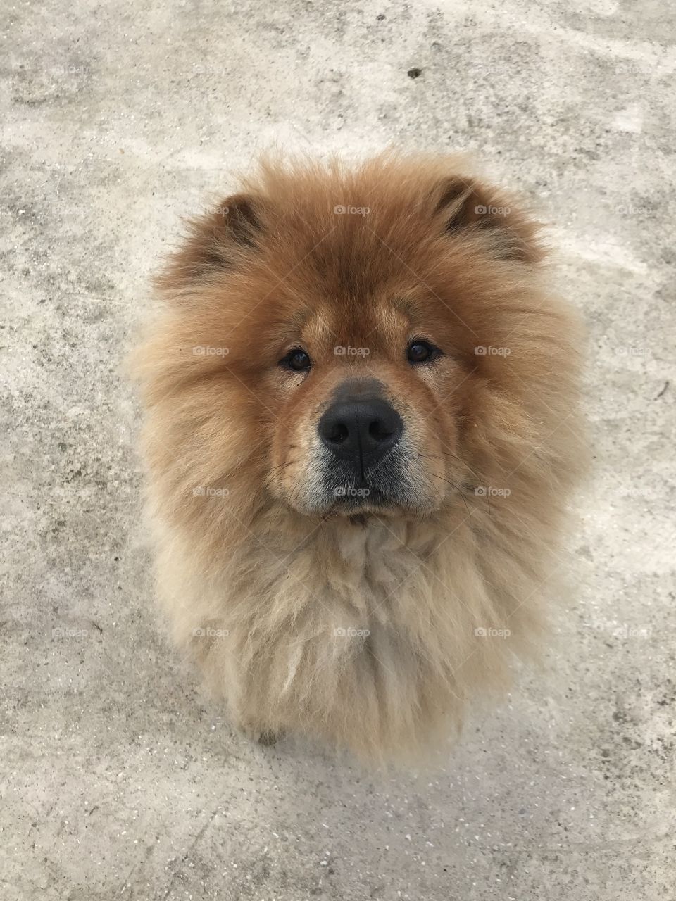 Fluffy chowchow dog