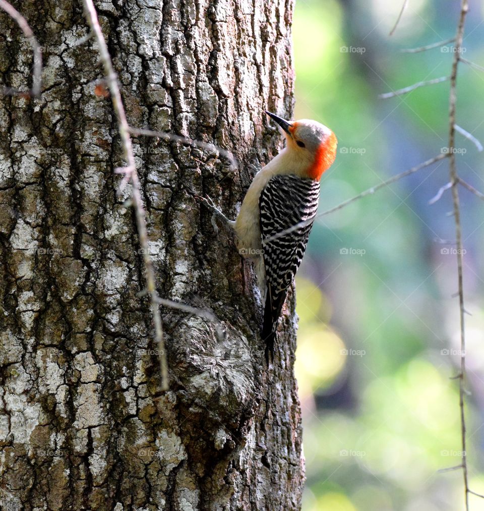 Woodpecker pecking on a tree