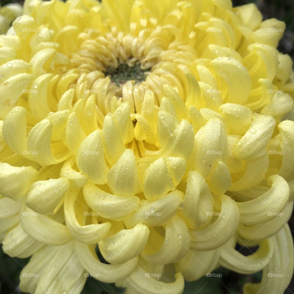 Buttercream chrysanthemum