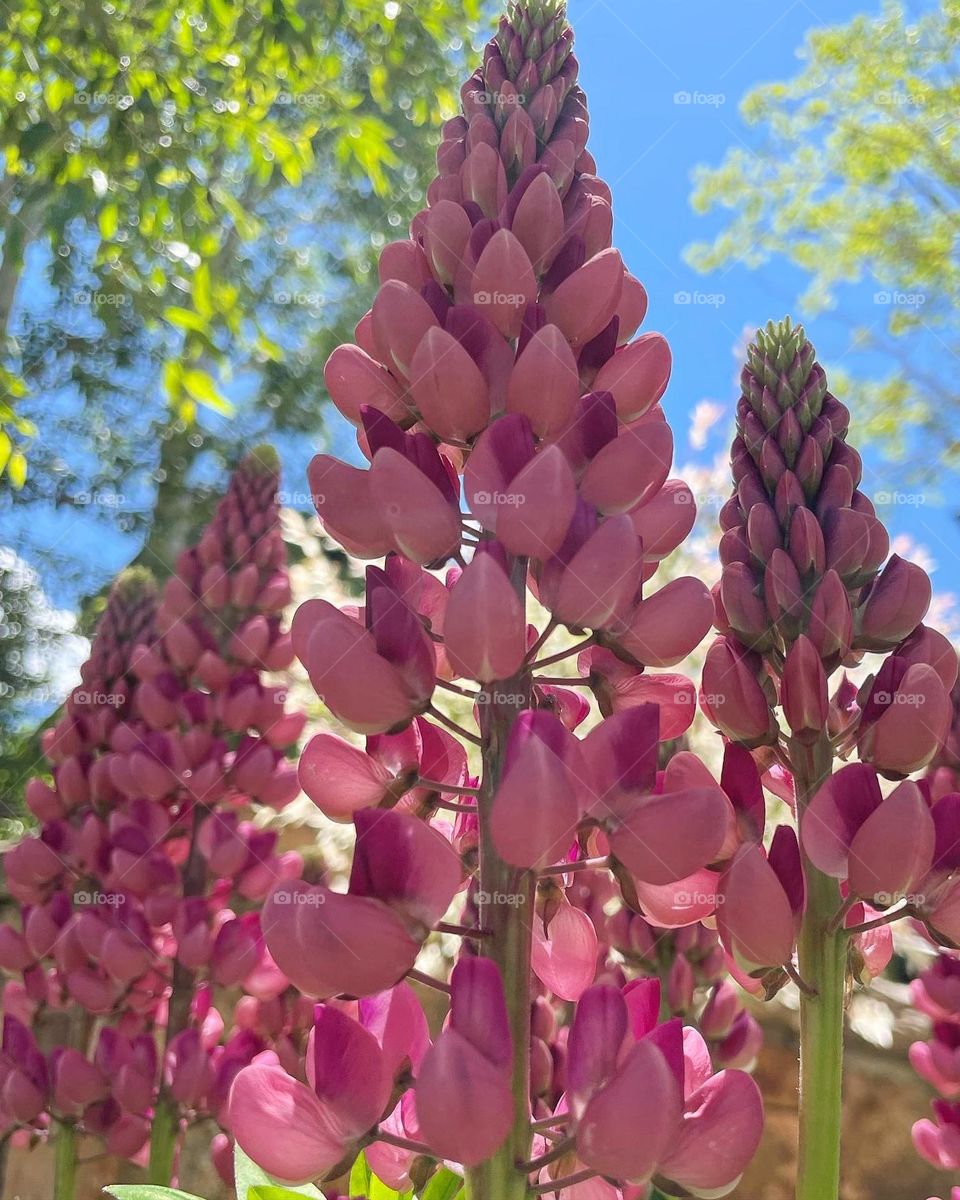 Pink Lupines in Aspen ❤️