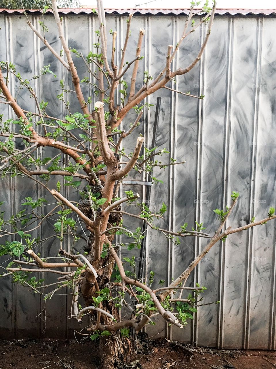 Tree against a grey corrugated steel shed wall, and the markings it has left on the wall