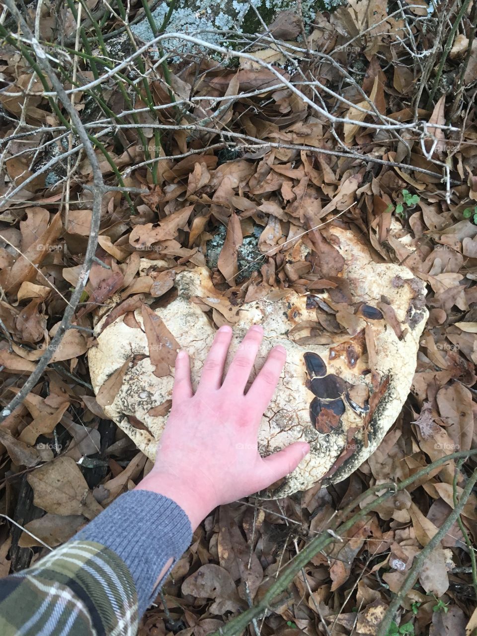 Giant polypore 