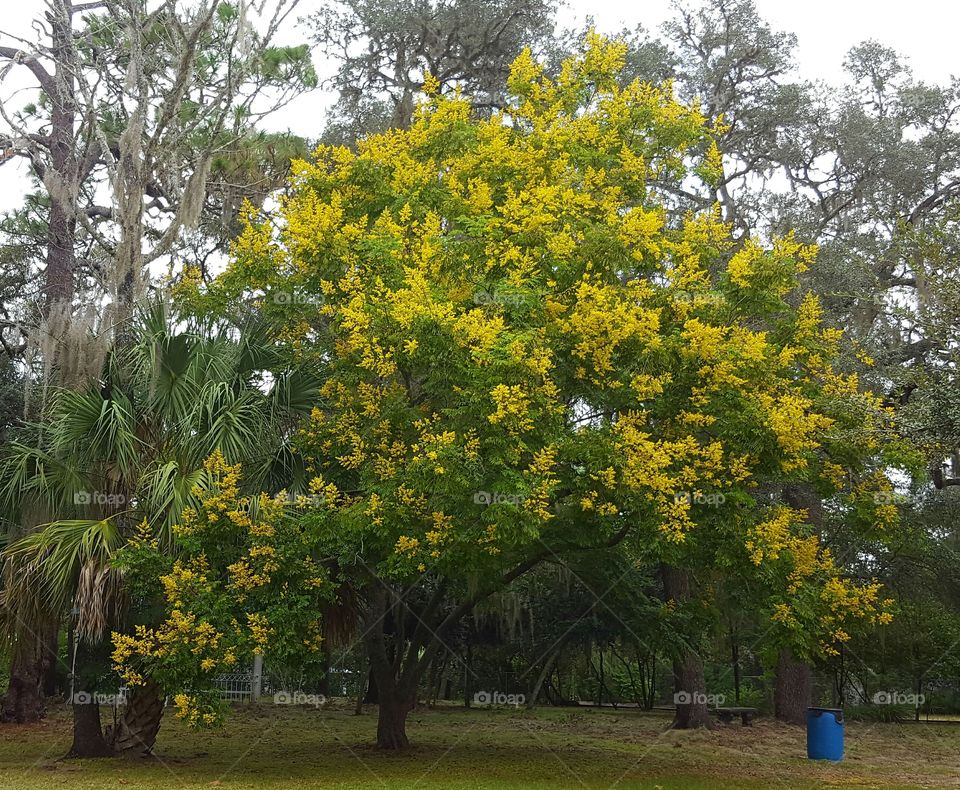 Tree, Nature, Leaf, Park, Flora