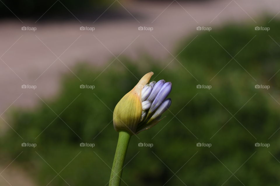 Agapanthus flower button before blooming