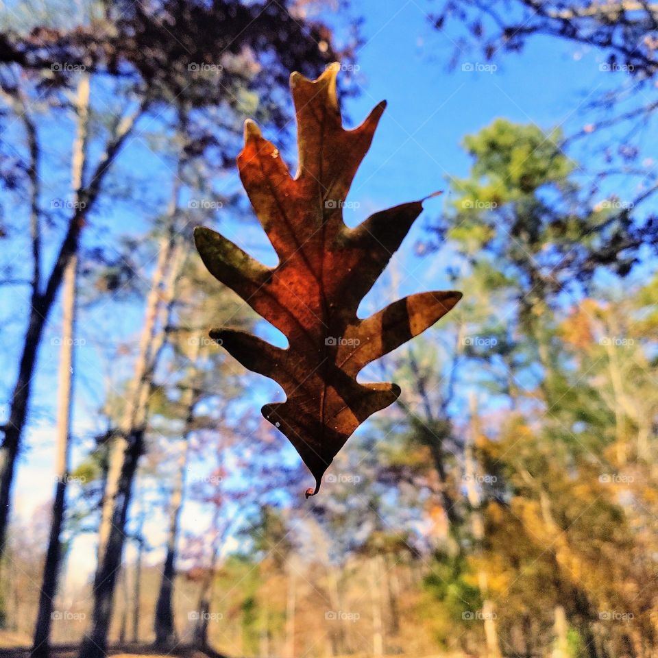 Fall beauty