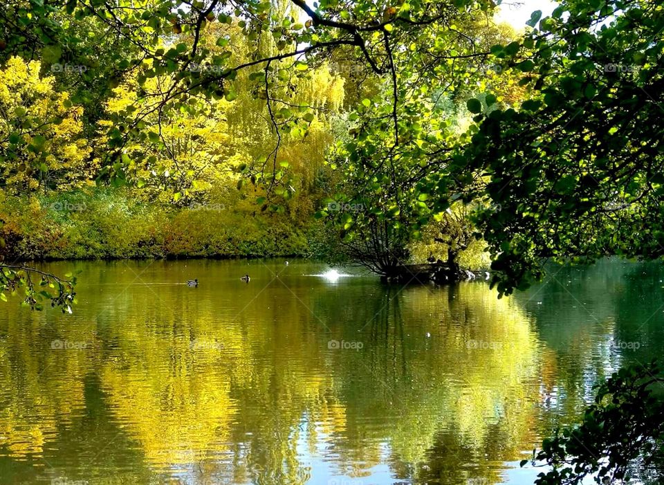 Autumn in the park