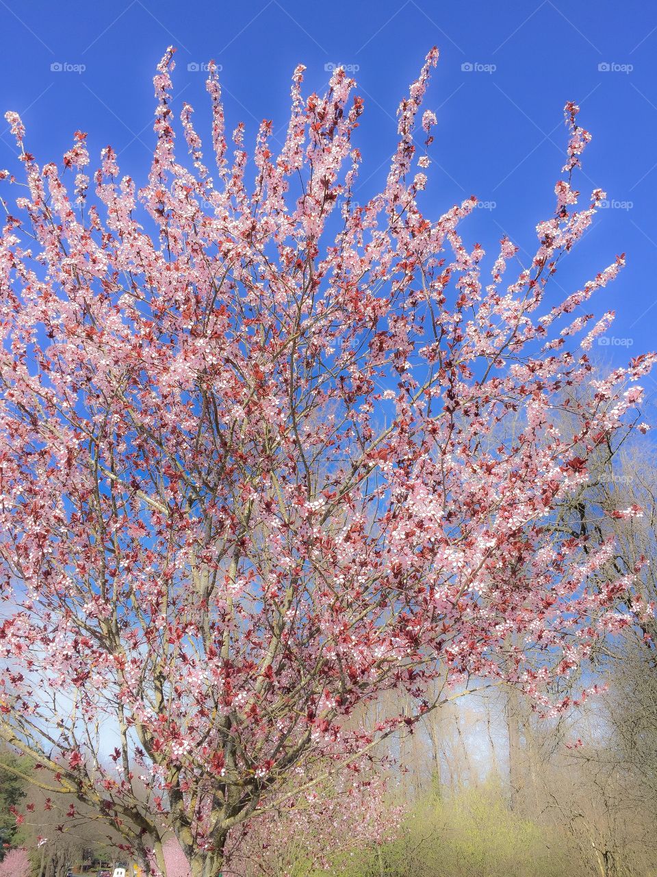 Cherry blossoms in the spring in Vancouver, British Columbia 