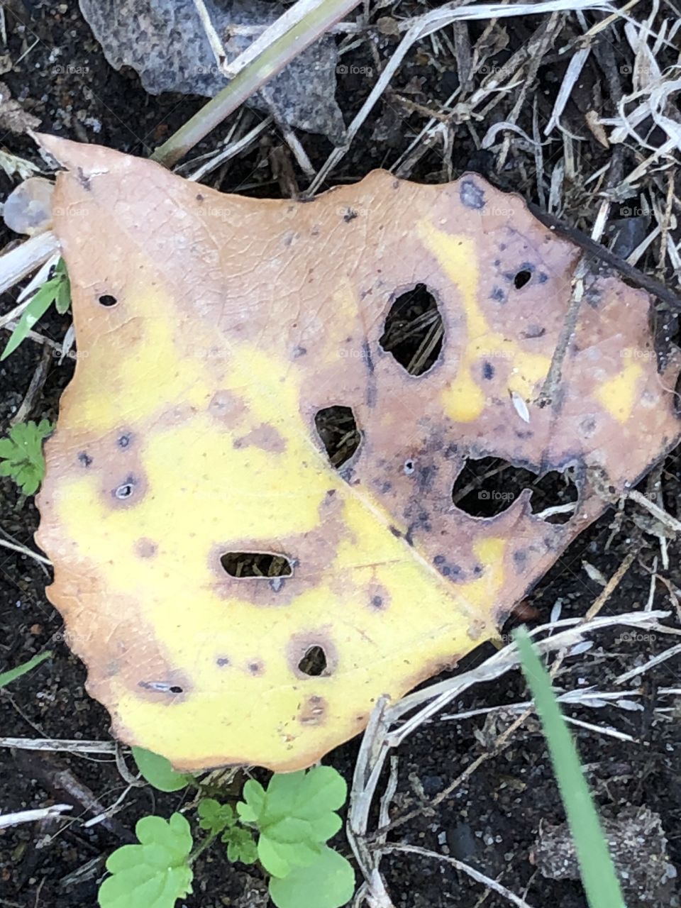 Yellow and brown changing color leaf with bug eaten holes on it