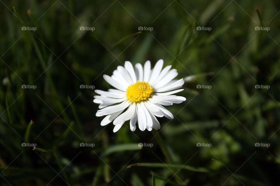 flower macro makro blume by dryair