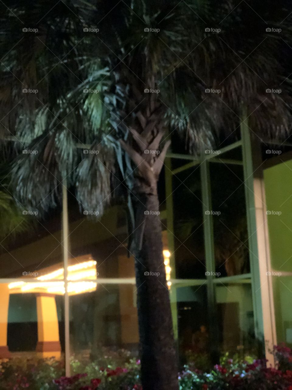 ALABAMA PALM TREES