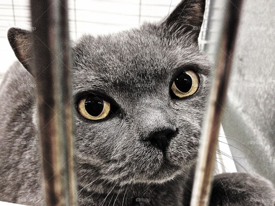 A cat waiting to be judged at a cat show.