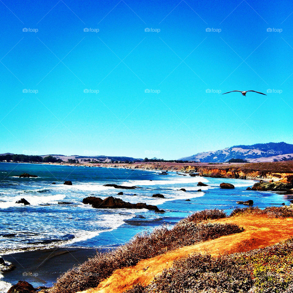 beach sky bird california by shannonsteele