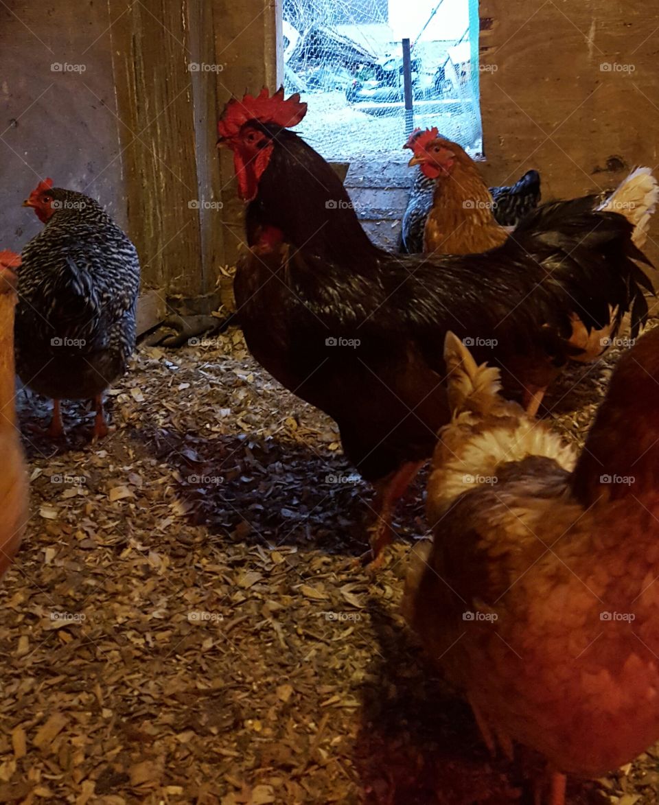 rhode island red rooster and hen. barred rock hen