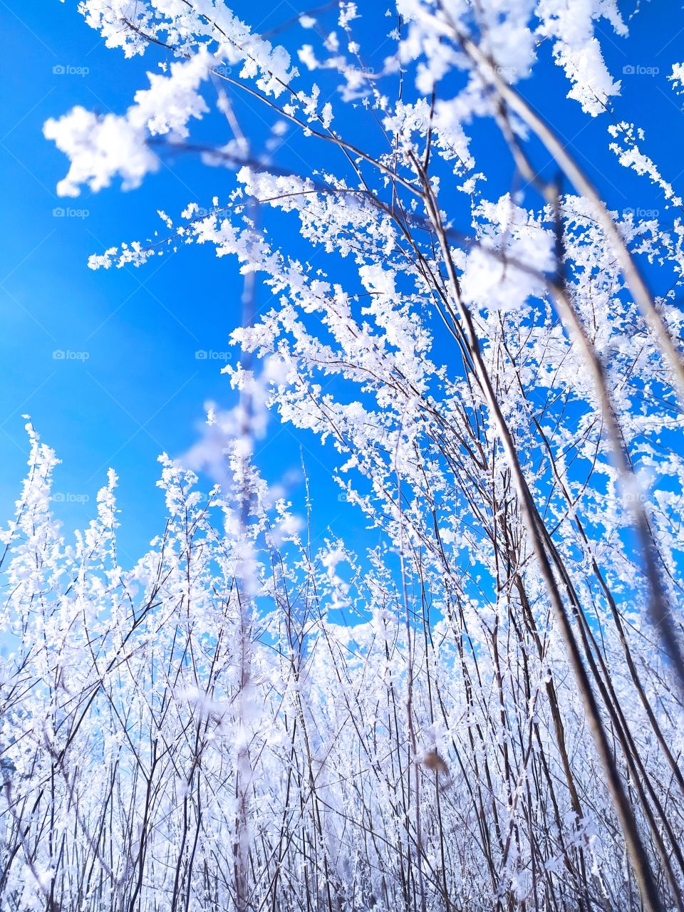 a field of plants in the snow