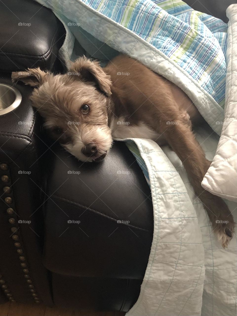 Disturbing the dog’s nap