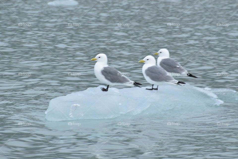 birds on the ice