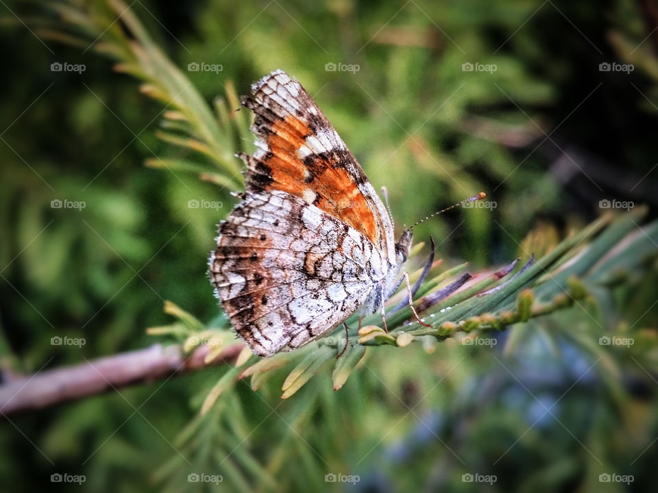 Orange and white butterfly in a Cypress tree