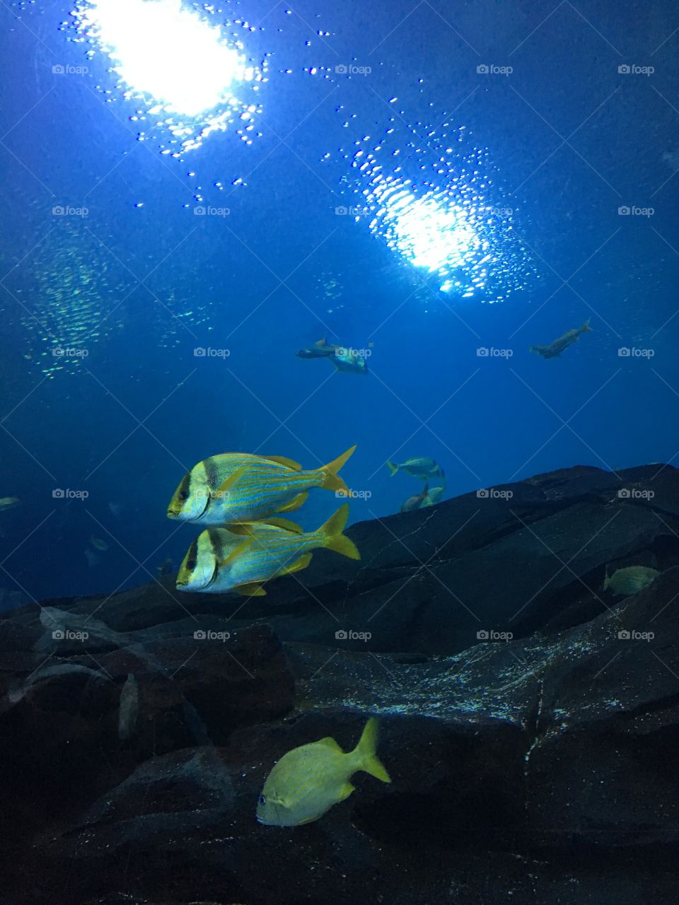 Yellow fish 