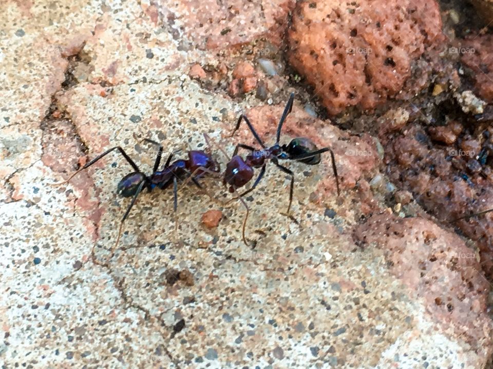 Ants fighting